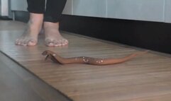 Italian girlfriend - gummy toy snake crush fetish and tease barefoot