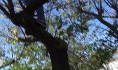 Pissing high on a tree