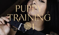 Puppy Training #1