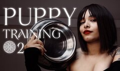 Puppy Training #2