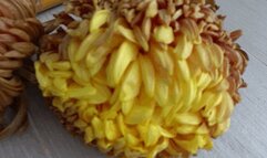 Trampled two chrysanthemums d