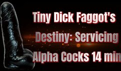 Tiny Dick Faggot's Destiny: Servicing Alpha Cocks 14 min