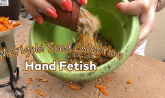 Marigold Seed Collection Hand Fetish