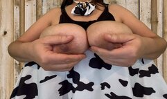 Cow udders milked