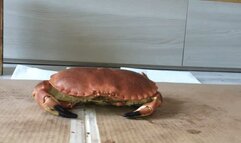 Italian girlfriend - cooked crab crush fetish in jelly flat sandals walkover crush fetish