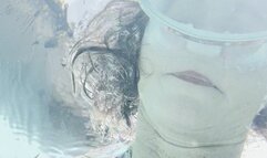 Carissa underwater in a microbikini and wrapped loosely in barbed wire