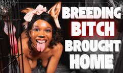 Breeding Bitch Brought Home